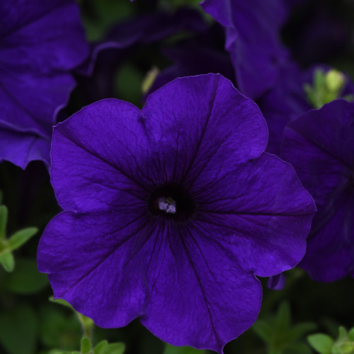 Petunia 'Easy Wave Blue'