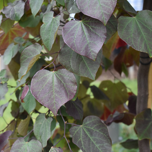 Cercis canadensis 'Forest Pansy'