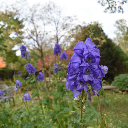 Aconitum cam. 'Arendsii'