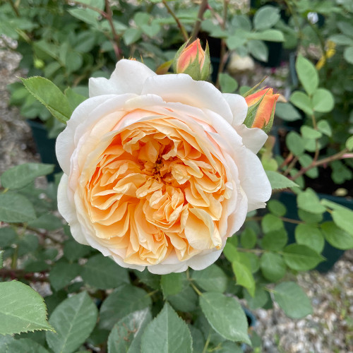 Rosa 'Teasing Georgia'