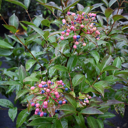 Viburnum cassinoides