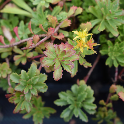 Sedum floriferum 'Weihenstephaner Gold'