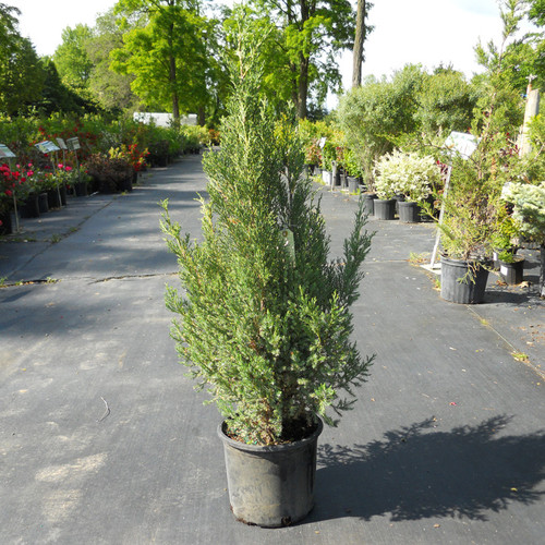 Juniperus chinensis 'Blue Point'