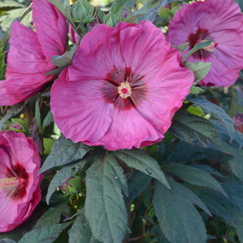 Hibiscus 'Blackberry Merlot' PP33498