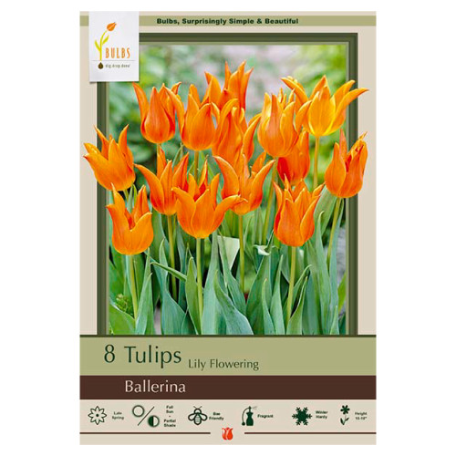 Tulip 'Ballerina'
