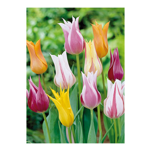 Tulip 'Lily Flowered Mixture'