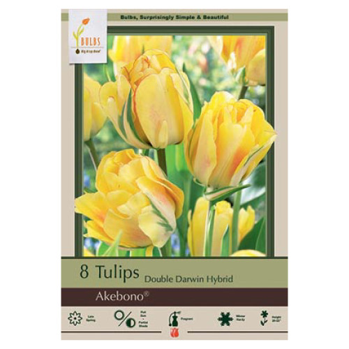 Tulip 'Akebono'