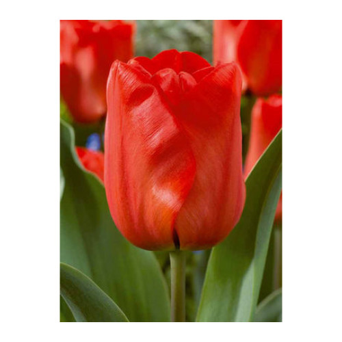Tulip 'Red Impression'