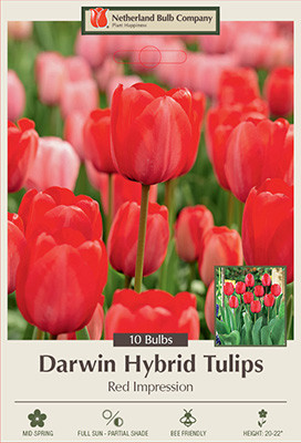 Tulip 'Red Impression'