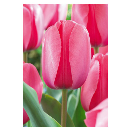 Tulip 'Pink Impression'