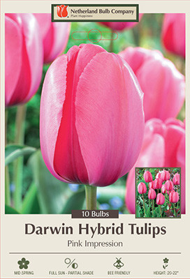 Tulip 'Pink Impression'