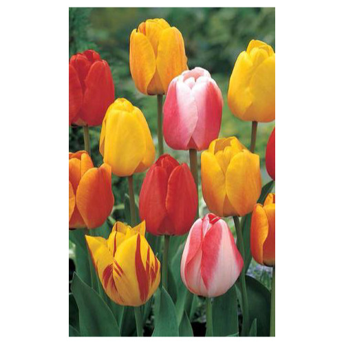Tulip 'Tequila Sunrise Mixture'