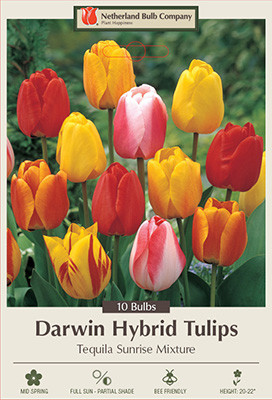 Tulip 'Tequila Sunrise Mixture'