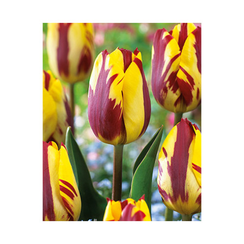 Tulip 'Helmar'