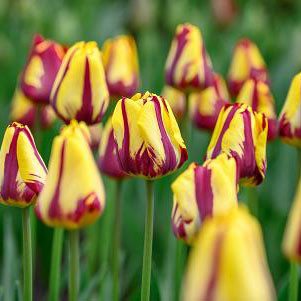Tulip 'Helmar'