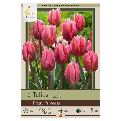 Tulip 'Pretty Princess'