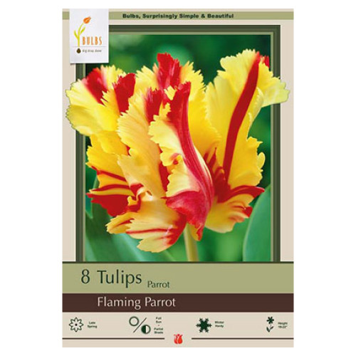 Tulip 'Flaming Parrot'