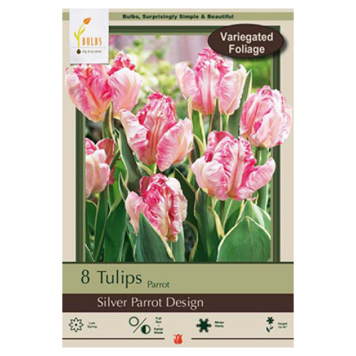 Tulip 'Silver Parrot Design'
