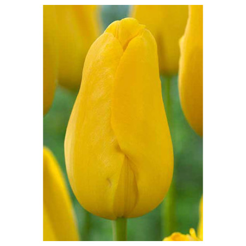 Tulip 'Strong Gold'