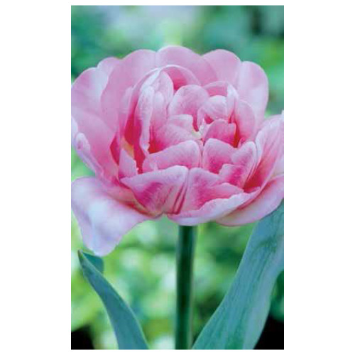 Tulip 'Foxtrot'
