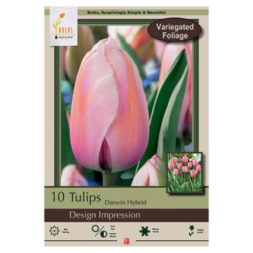 Tulip 'Design Impression'