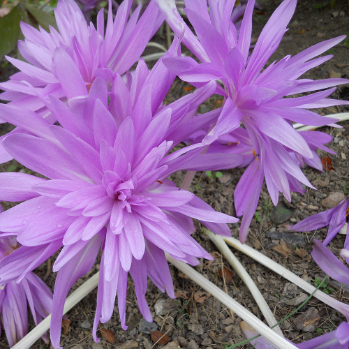 Colchicum 'Water Lily'
