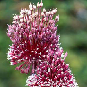 Allium 'Red Mohican'