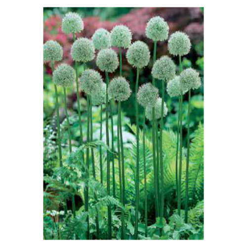 Allium stipitatum 'Mount Everest'