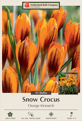 Crocus chrysanthus 'Orange Monarch'