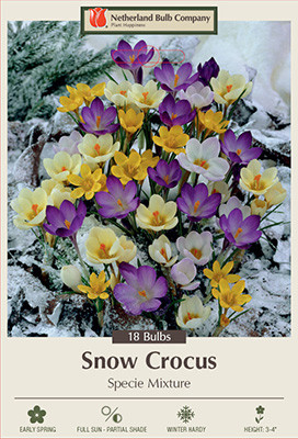Crocus specie 'Snow Crocus Mixture'