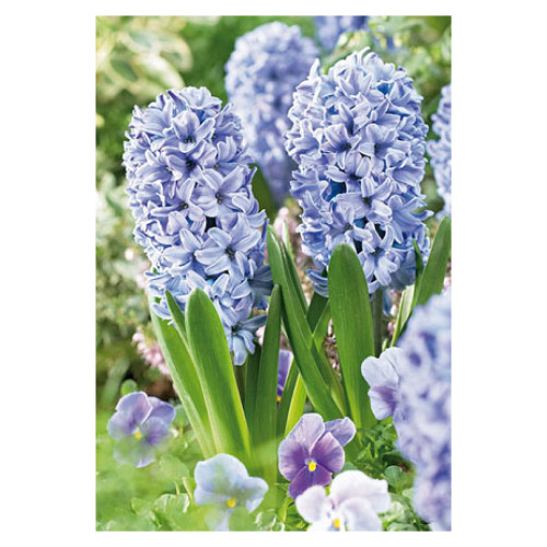 Hyacinth orientalis 'Delft Blue'