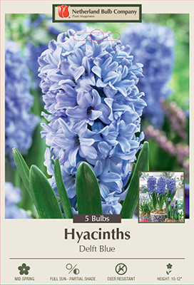 Hyacinth orientalis 'Delft Blue'