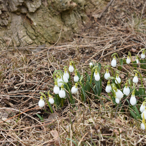 Galanthus woronowii 'Snowdrops'