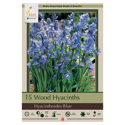 Hyacinthoides hispanica 'Wood Hyacinth Blue'