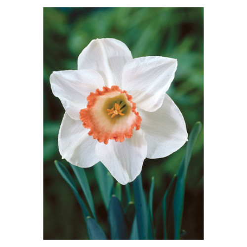 Narcissus 'Pink Charm'