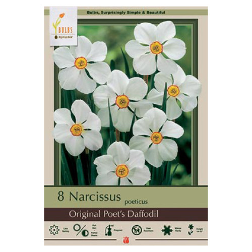 Narcissus 'Original Poet's Daffodil'