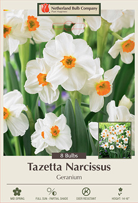 Narcissus 'Geranium'