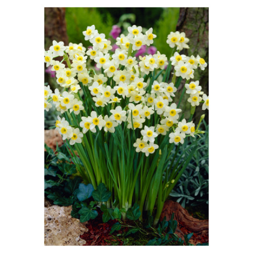 Narcissus  'Minnow'