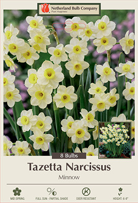 Narcissus  'Minnow'
