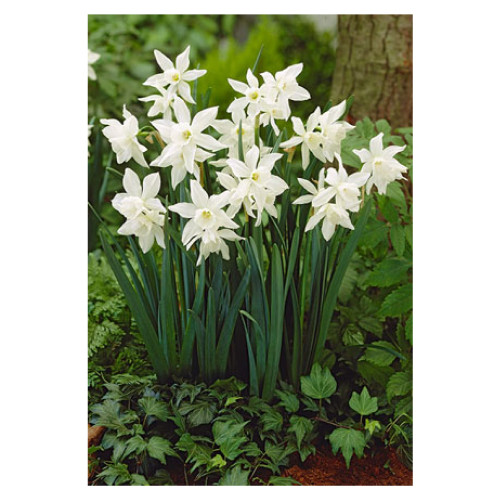 Narcissus 'Thalia'