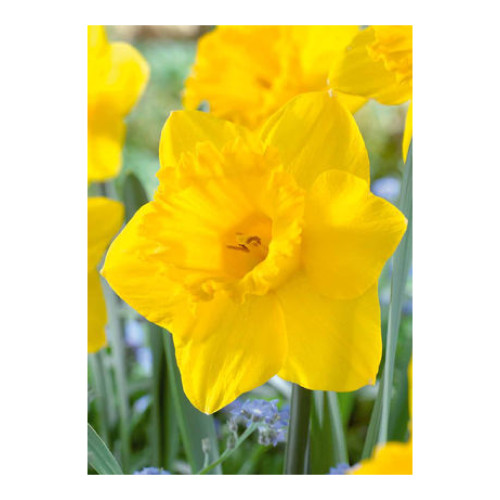 Narcissus 'Dutch Master'