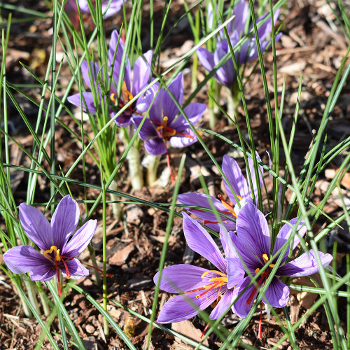 Crocus sativus 'Saffron' Crocus sativus 'Saffron'