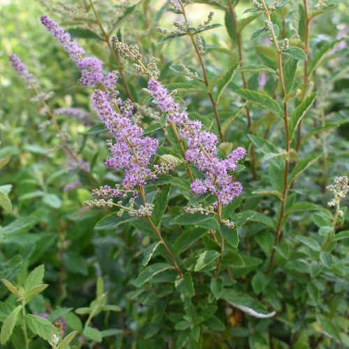 Spiraea tomentosa