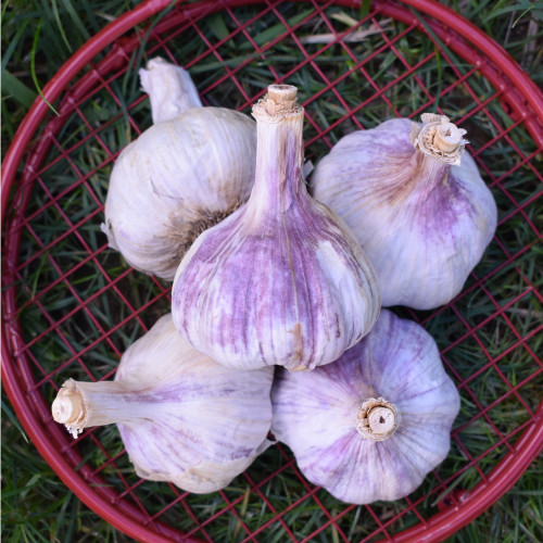 Seed Garlic - Chesnok Red