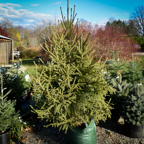 Live Christmas Tree - Picea glauca
