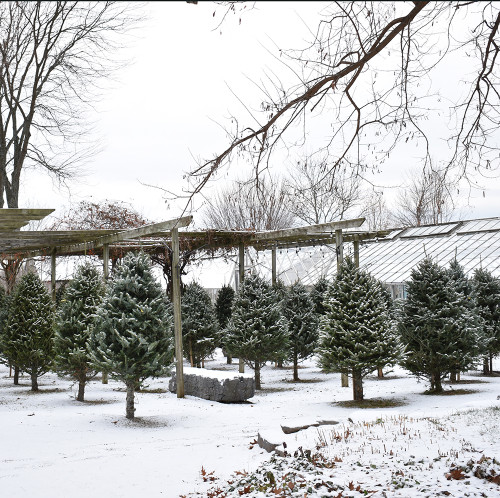 Christmas Tree - Balsam