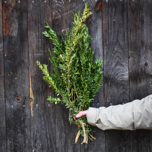 Bundle - Boxwood