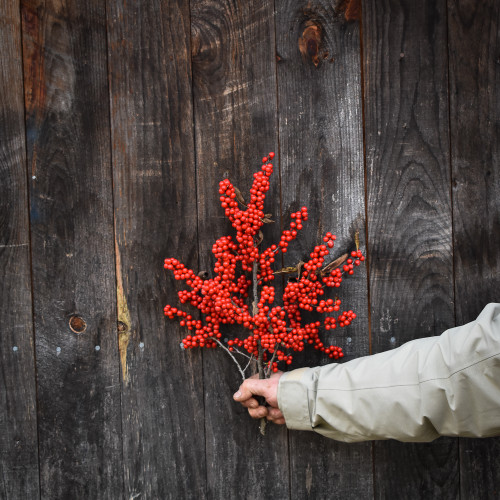 Bundle - Winterberry Stem