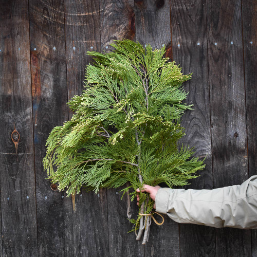 Bundle - Incense Cedar