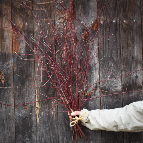 Bundle - Red Stem Dogwood